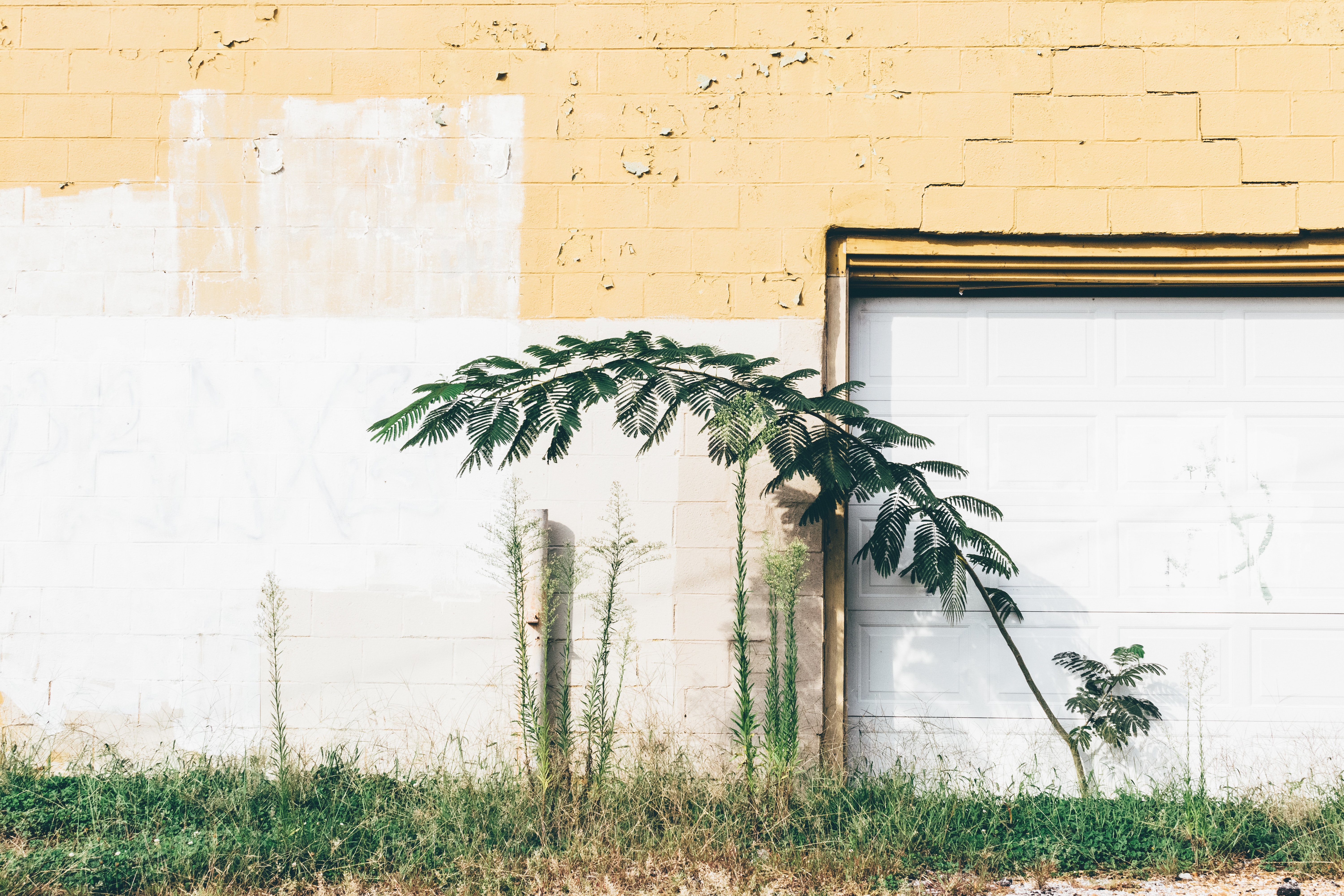 Plants growing in front of a brown and white wall in Memphis, Tennessee